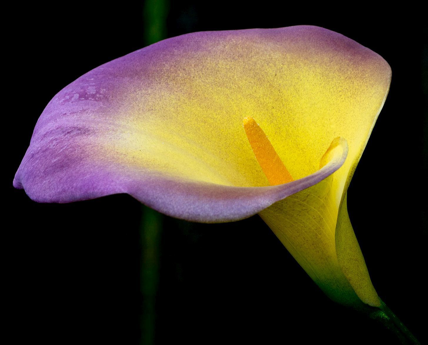 Gary Sampson's 'Colorful Calla'